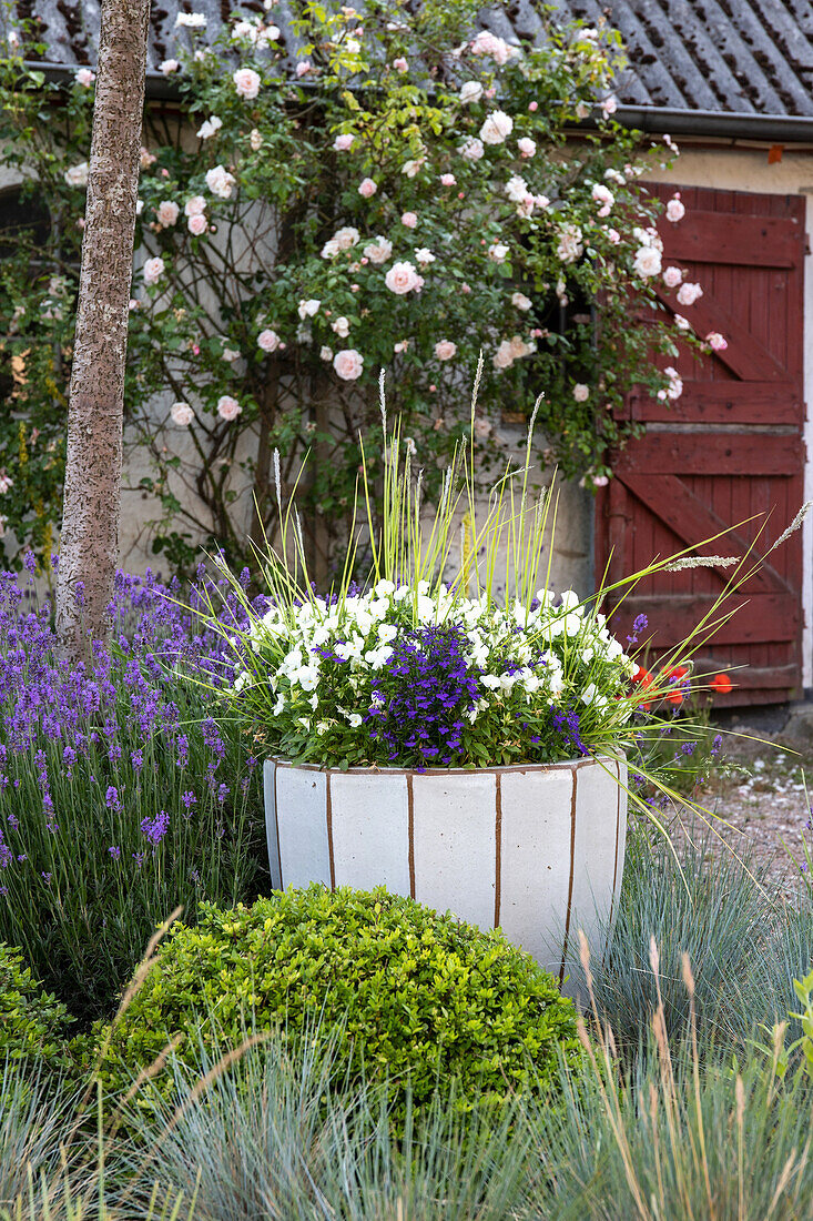 Großer Blumenkübel umringt von Gräsern und Lavendel im Landhausgarten