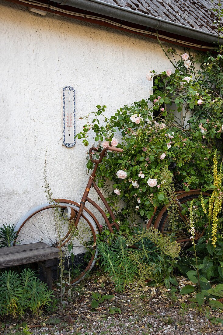 Decorative old bicycle overgrown with rose bushes in front of white house wall