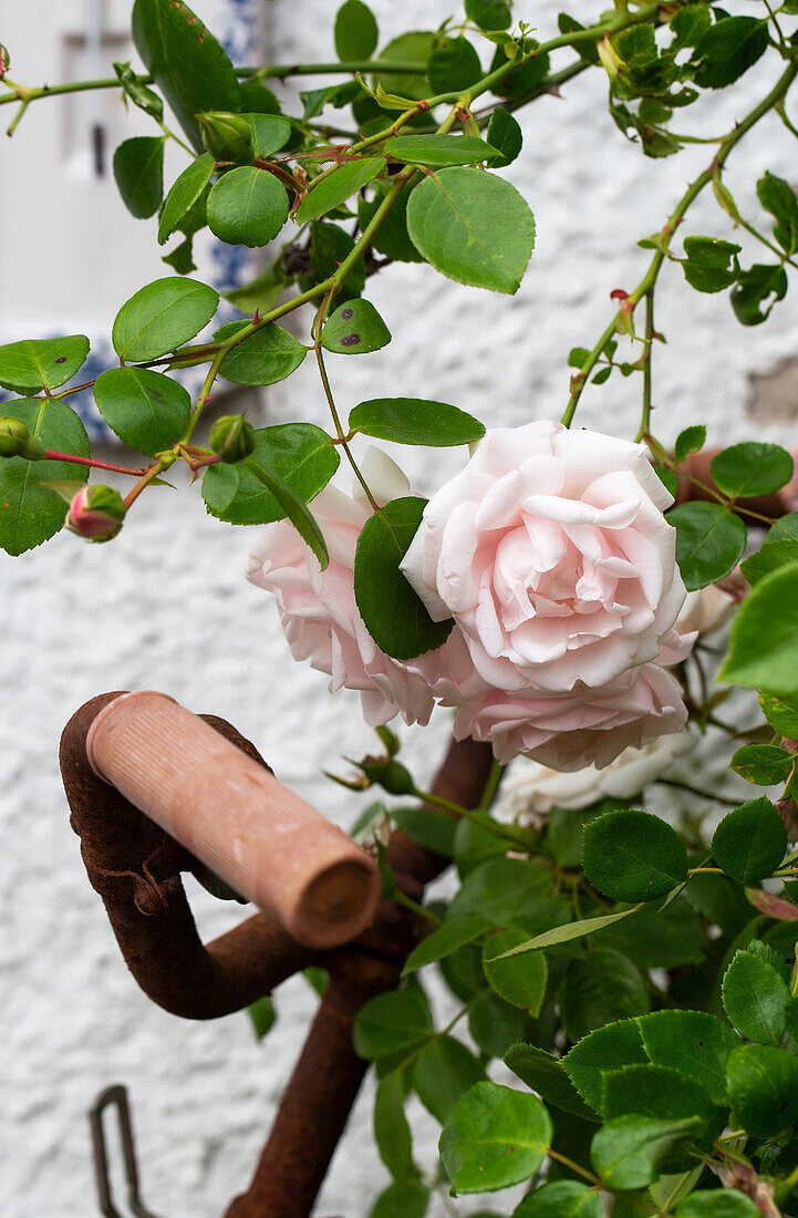 Rosa Rosenblüten an altem Fahrradlenker im Garten