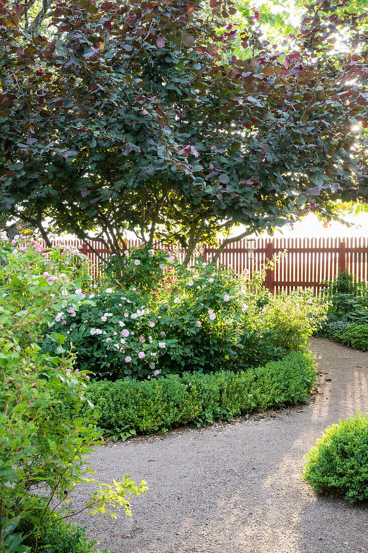 Curved garden path lined with box trees and shrubs