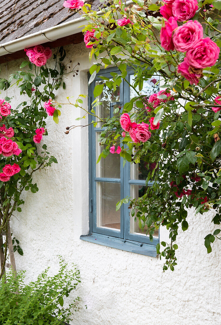 Climbing roses on a white house wall with a blue window frame