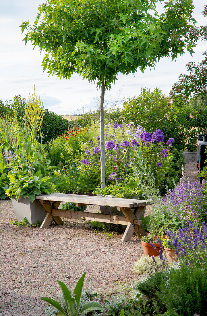 Wooden bench under a tree in a flowering summer garden