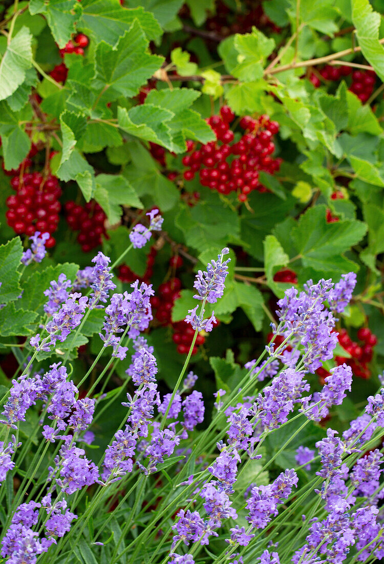 Lavender (Lavandula) and redcurrants (Ribes rubrum) in the summer garden