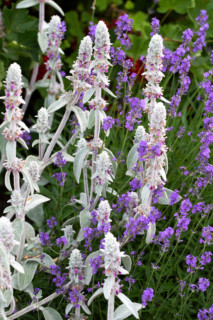 Beet mit Woll-Ziest (Stachys byzantina) und Lavendel (Lavandula)