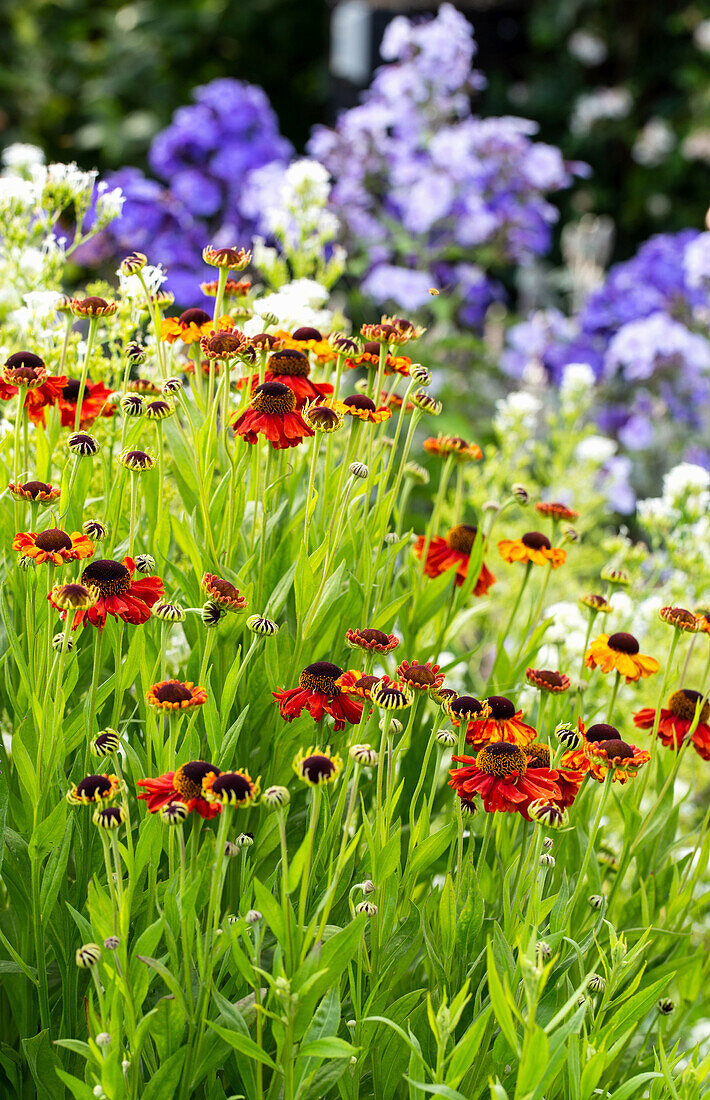 Red sunflower (Helenium) in the summer garden bed