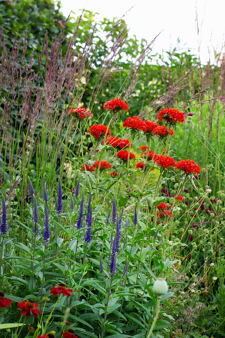 Colourful summer flowers in the garden with red flax (Linum) and blue speedwell (Veronica)