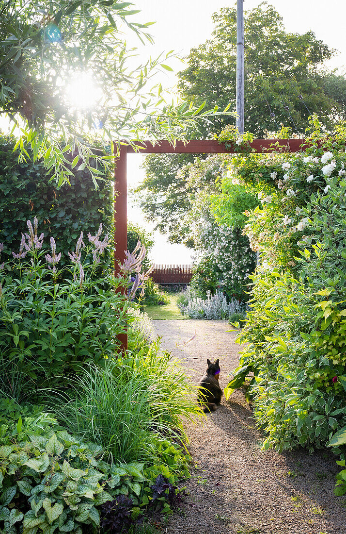 Katze sitzt bei Sonnenuntergang auf Gartenweg mit bewachsener Pergola