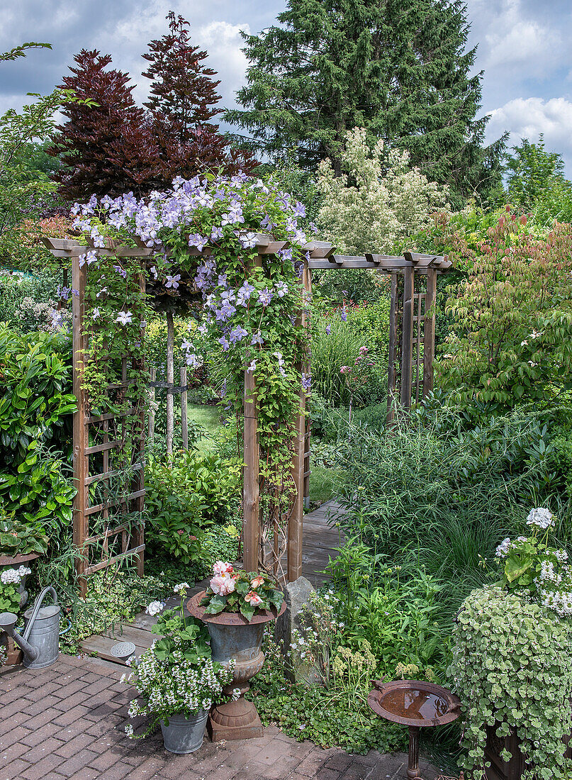 Wooden pergola with clematis in the lushly planted summer garden