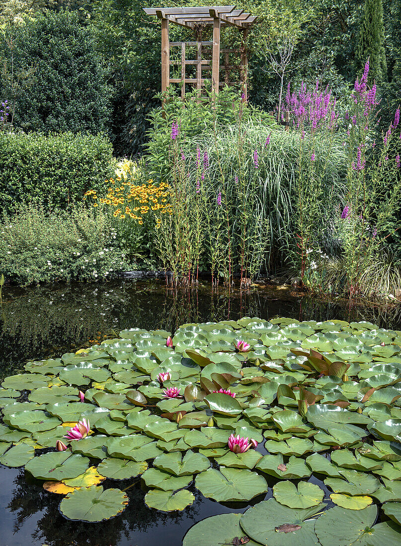 Seerosen (Nymphaea) im Gartenteich vor blühendem Staudenbeet