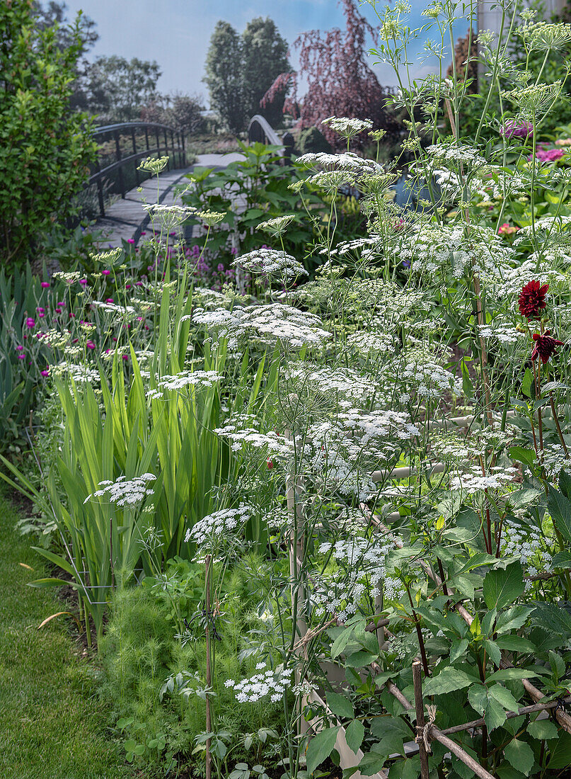 White umbellifers in a lush summer garden