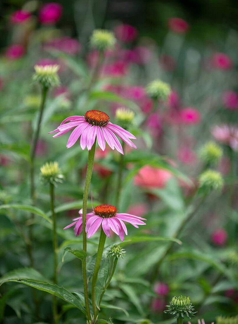 Red coneflower (Echinacea purpurea) in the summer garden