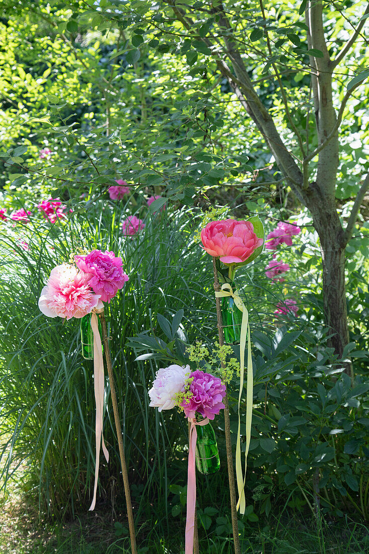 Peony decoration in the summer garden