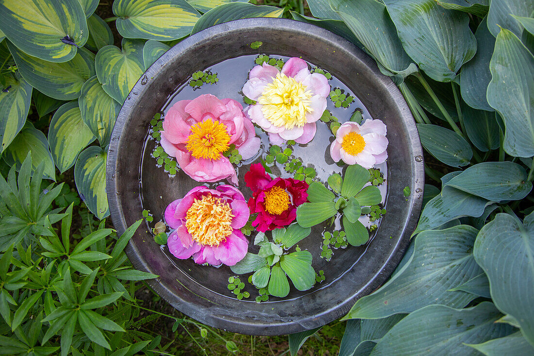 Wasserbecken mit dekorativen Pfingstrosen (Paeonia)