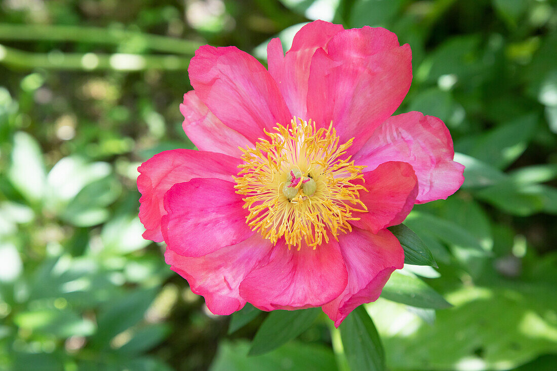 Peony (Paeonia) in full bloom in the garden