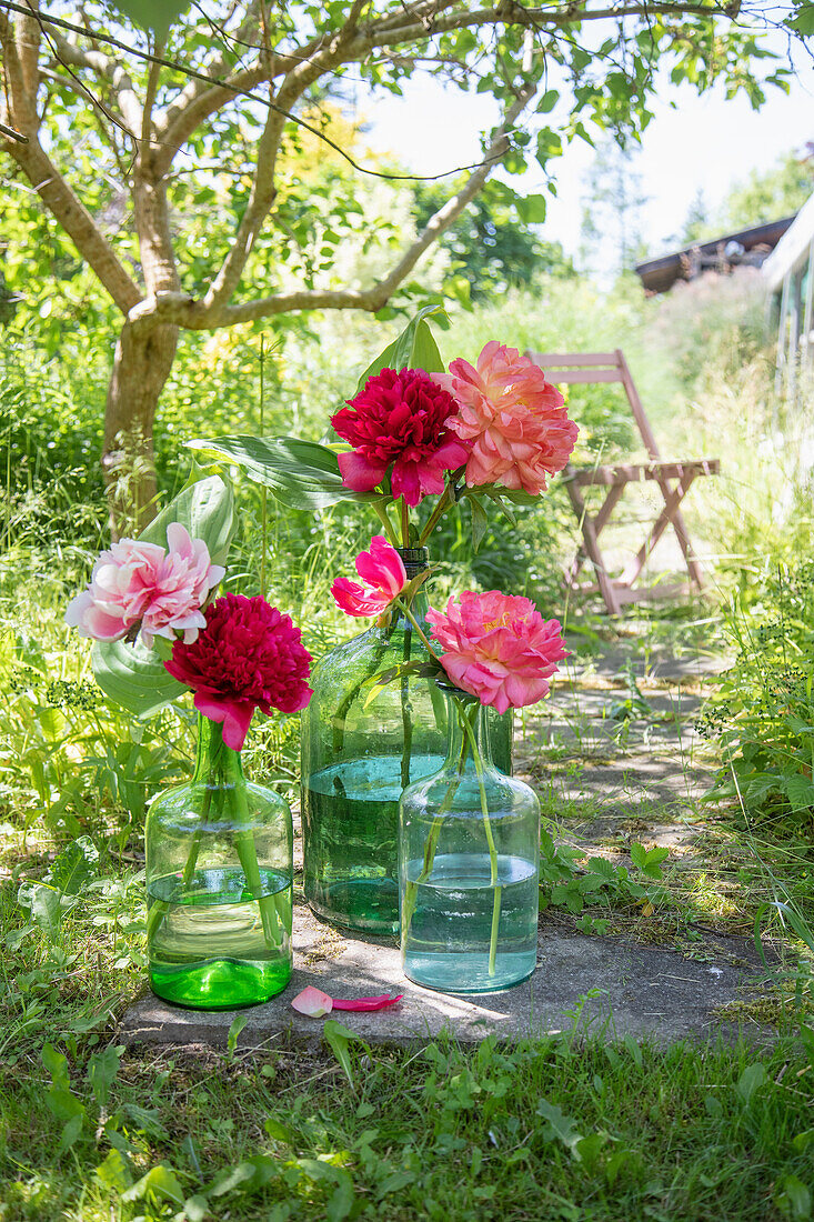 Various peonies in glass vases