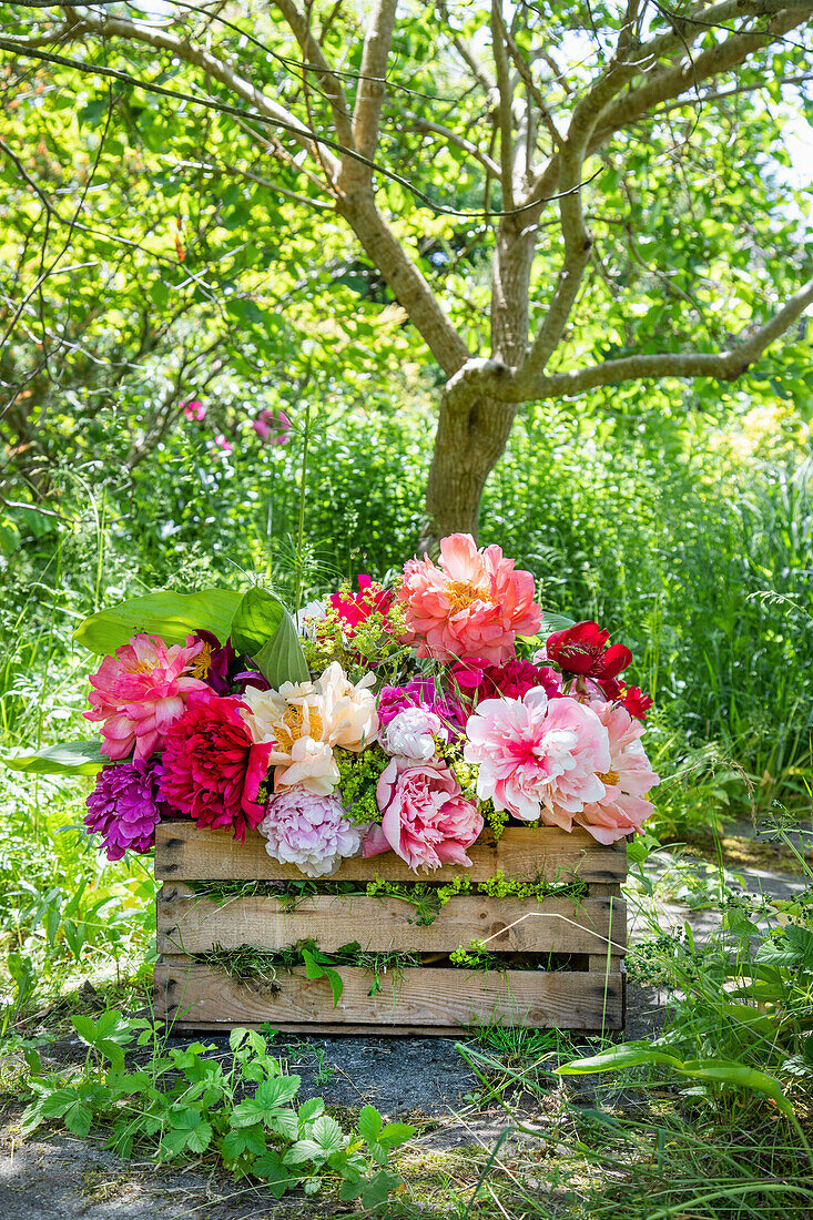 Holzkiste mit bunten Pfingstrosen (Paeonia) im sommerlichen Garten