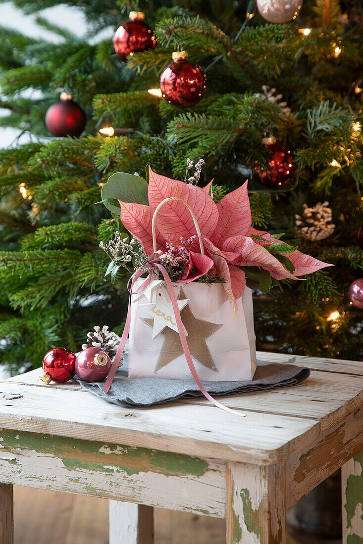 Weihnachtlicher Tisch mit Poinsettien (Euphorbia pulcherrima) vor festlich geschmücktem Tannenbaum