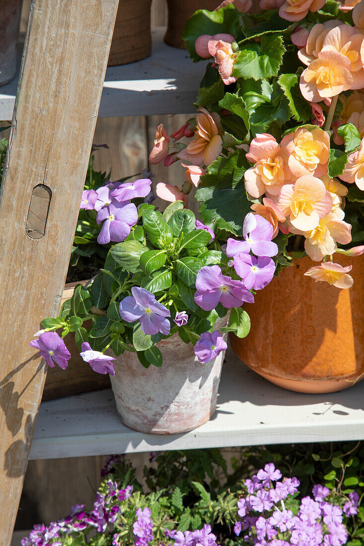 Flowering potted plants on a wooden shelf in the garden