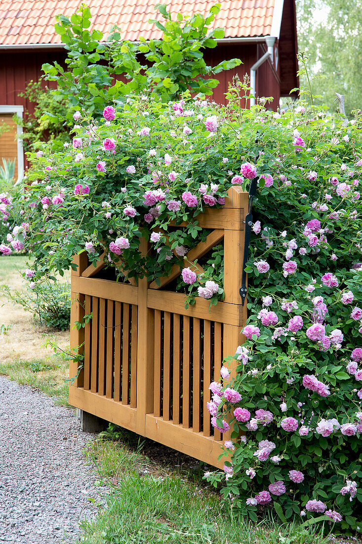 Rose bush in full bloom over a picket fence in the garden