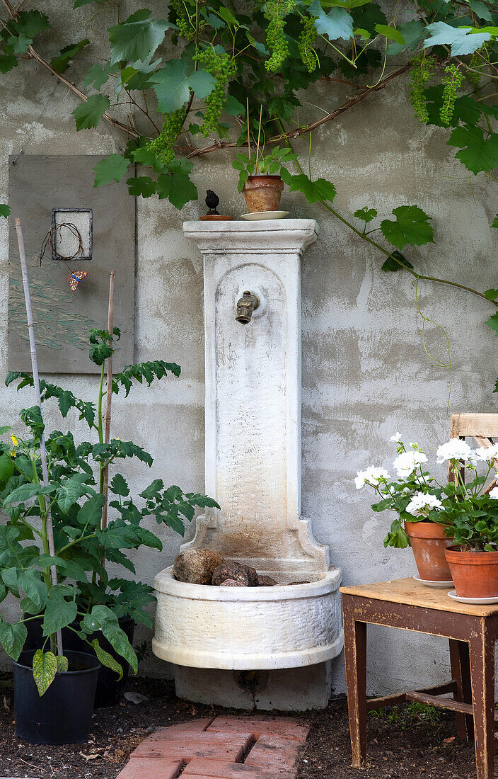 Old stone fountain surrounded by vines, tomato plants and flowering geranium pot