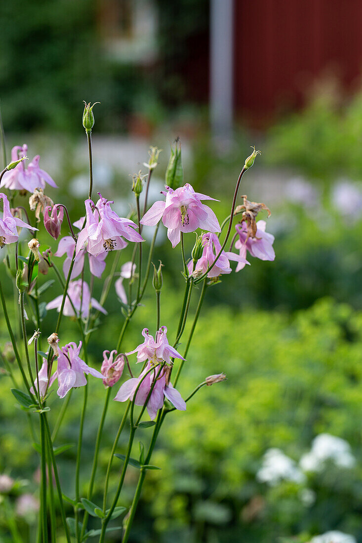 Akelei (Aquilegia) im sommerlichen Garten