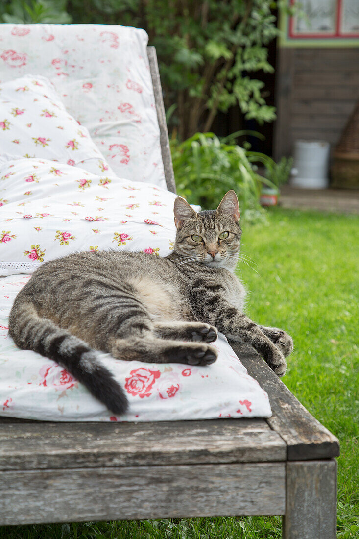 Katze entspannt auf einer Liege mit Rosenmuster im Garten