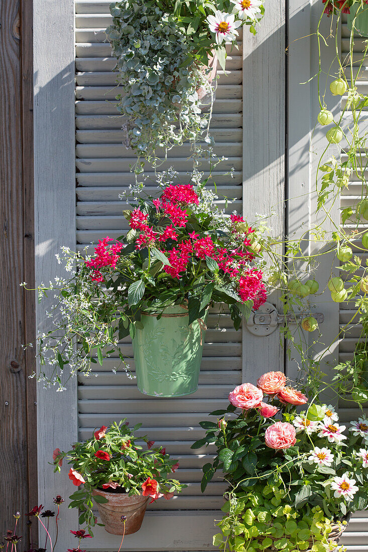 Hanging flower pots on white shutters