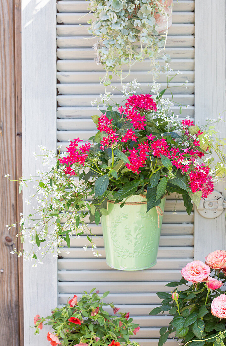 Hanging flower pot with pink star flowers (Pentas lanceolata)