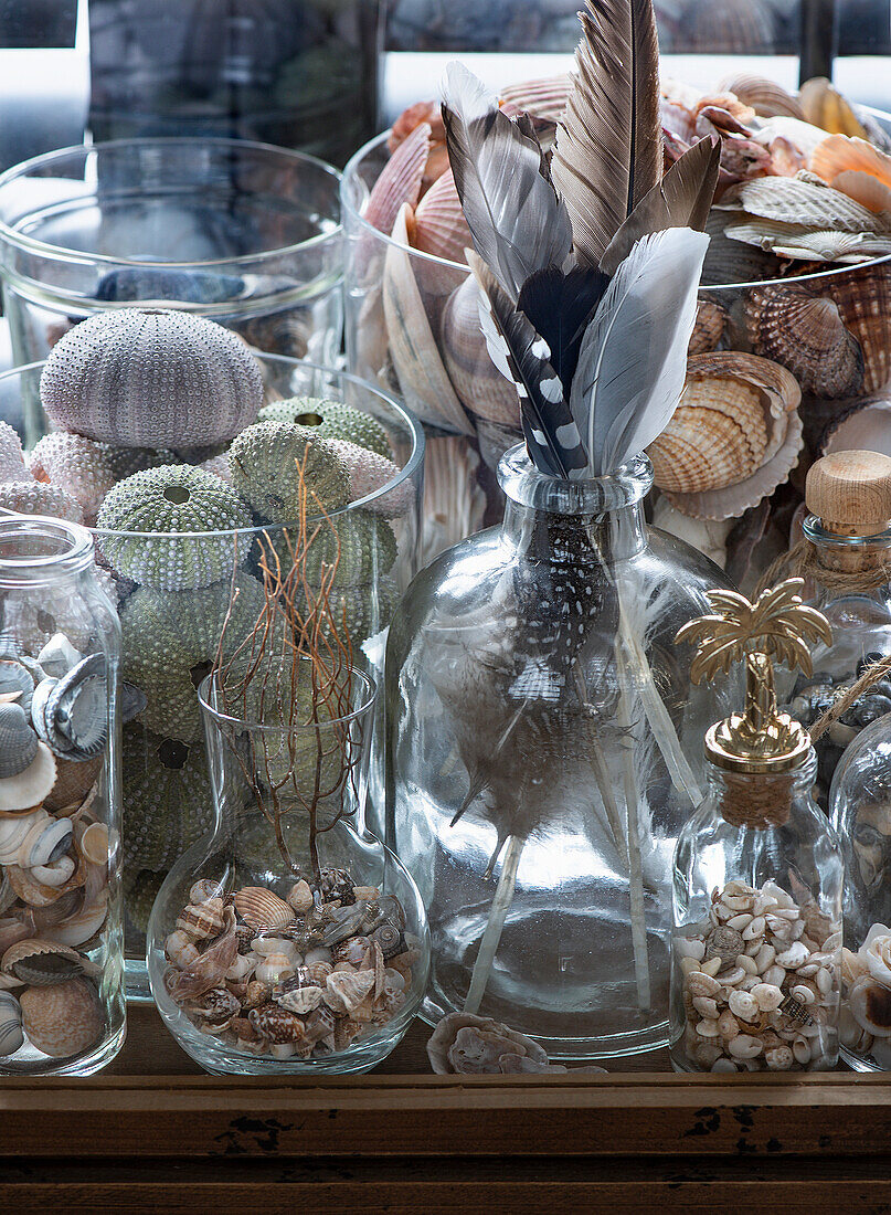 Shells, sea urchin shells and feathers in glass jars