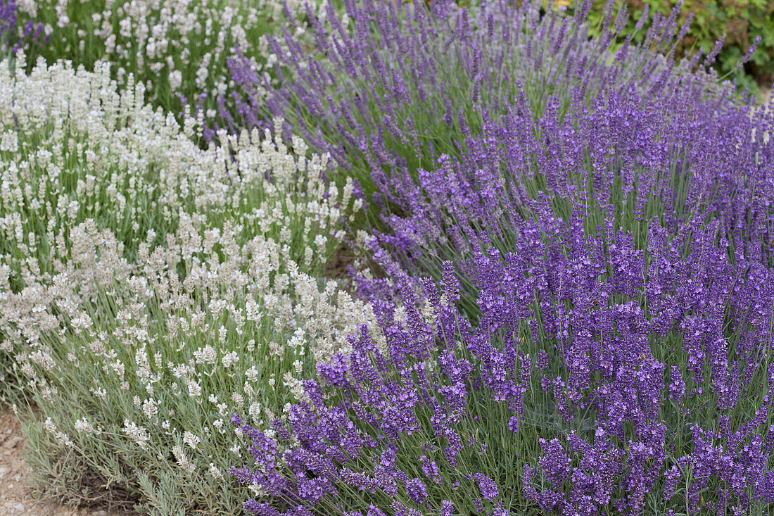 Lavender bed in white and purple