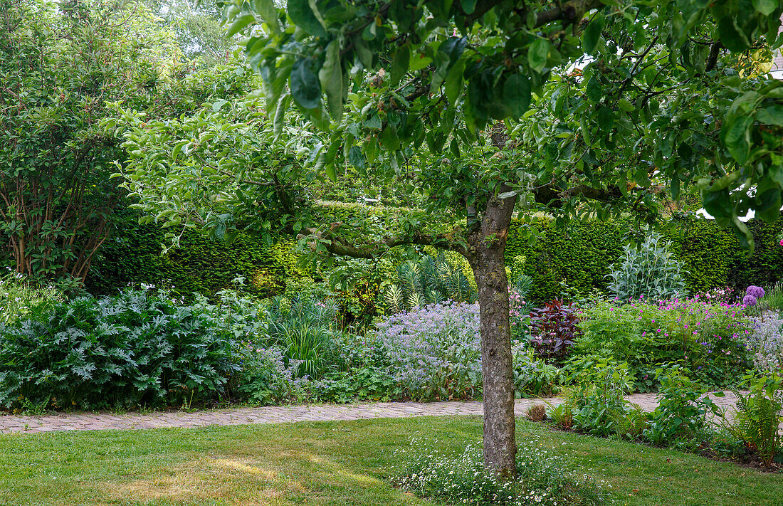 Gepflegter Garten mit Baum, Hecke und blühenden Stauden im Sommer