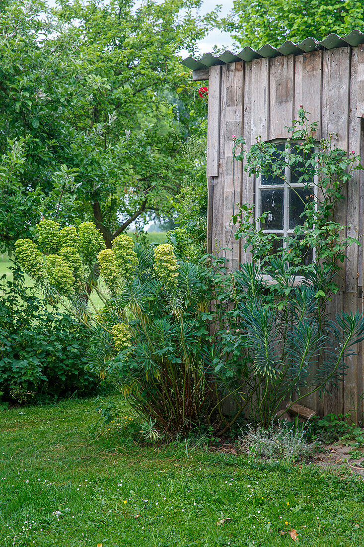 Wooden shed with shrubs in a green garden