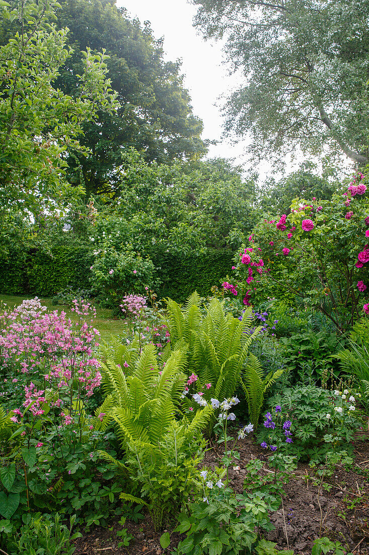 Lush summer garden with ferns and flowering shrubs