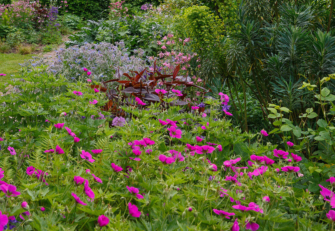 Blooming summer flowers in a lush garden