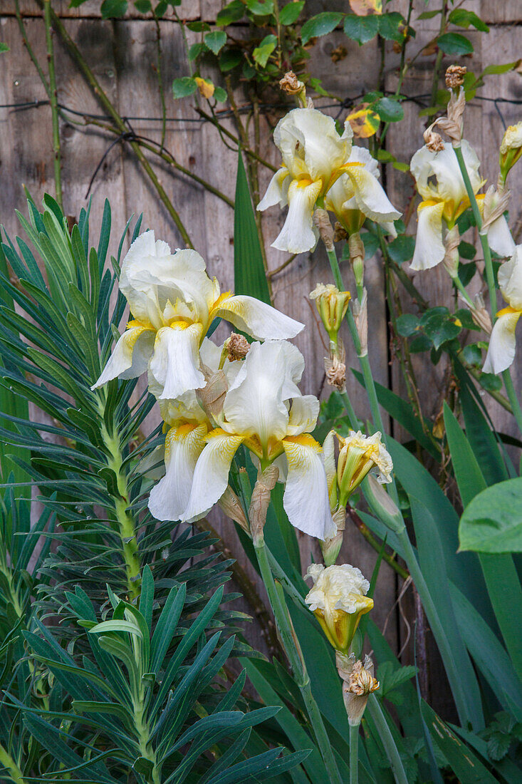 Iris in the garden