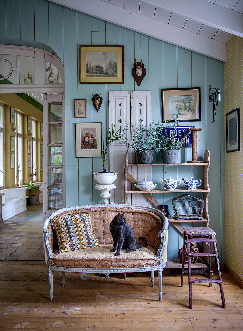 Antique sofa with cat in front of wall with blue wood paneling, shelf with crockery, plants and decorations