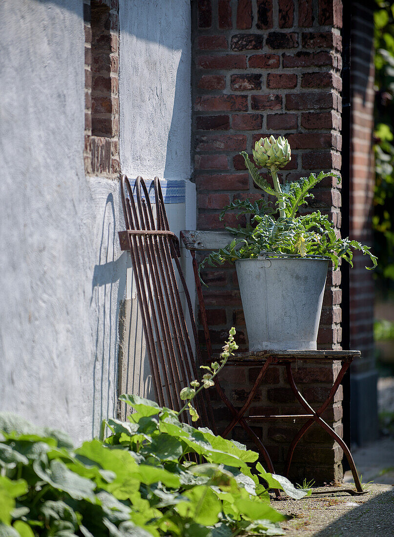 Artichoke plant in a pot on a metal table in front of a brick wall in the garden