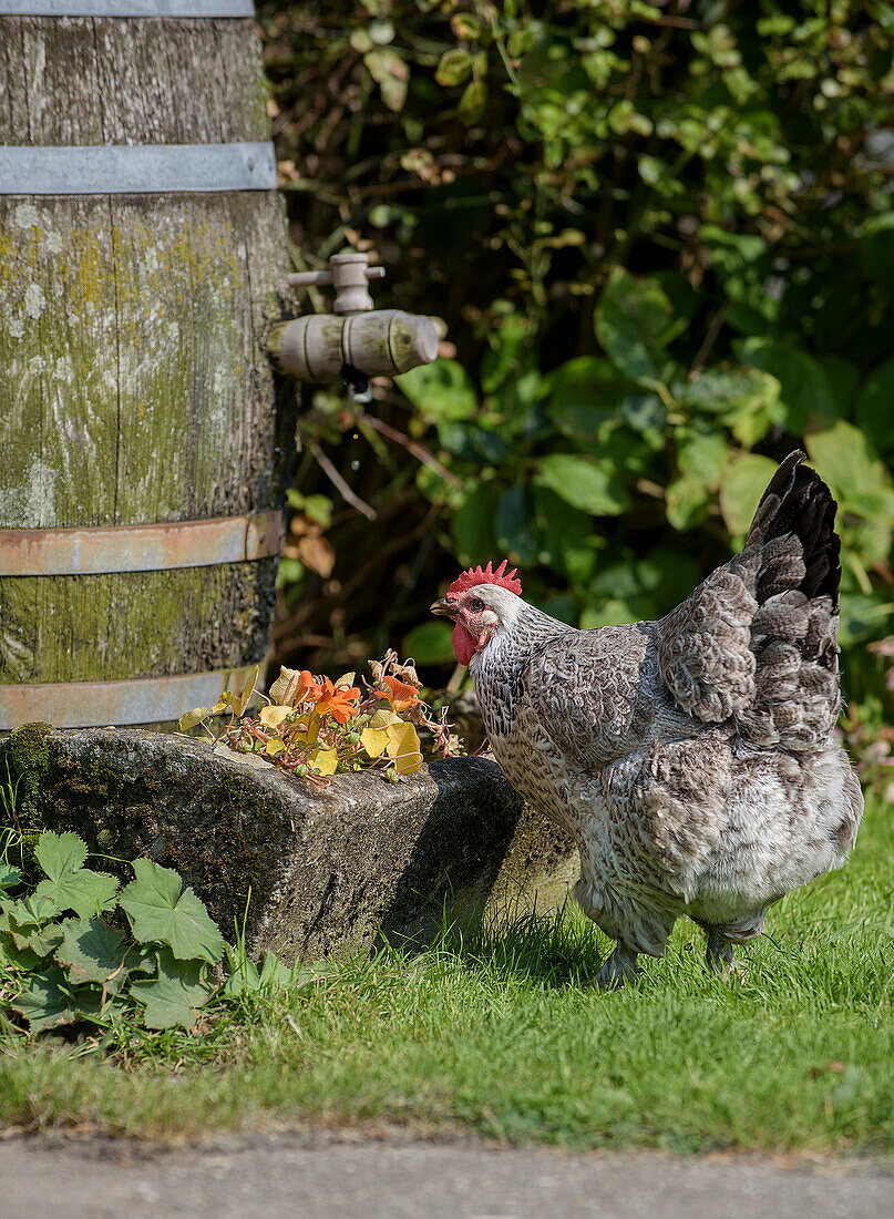 Huhn neben alter Regentonne im Garten