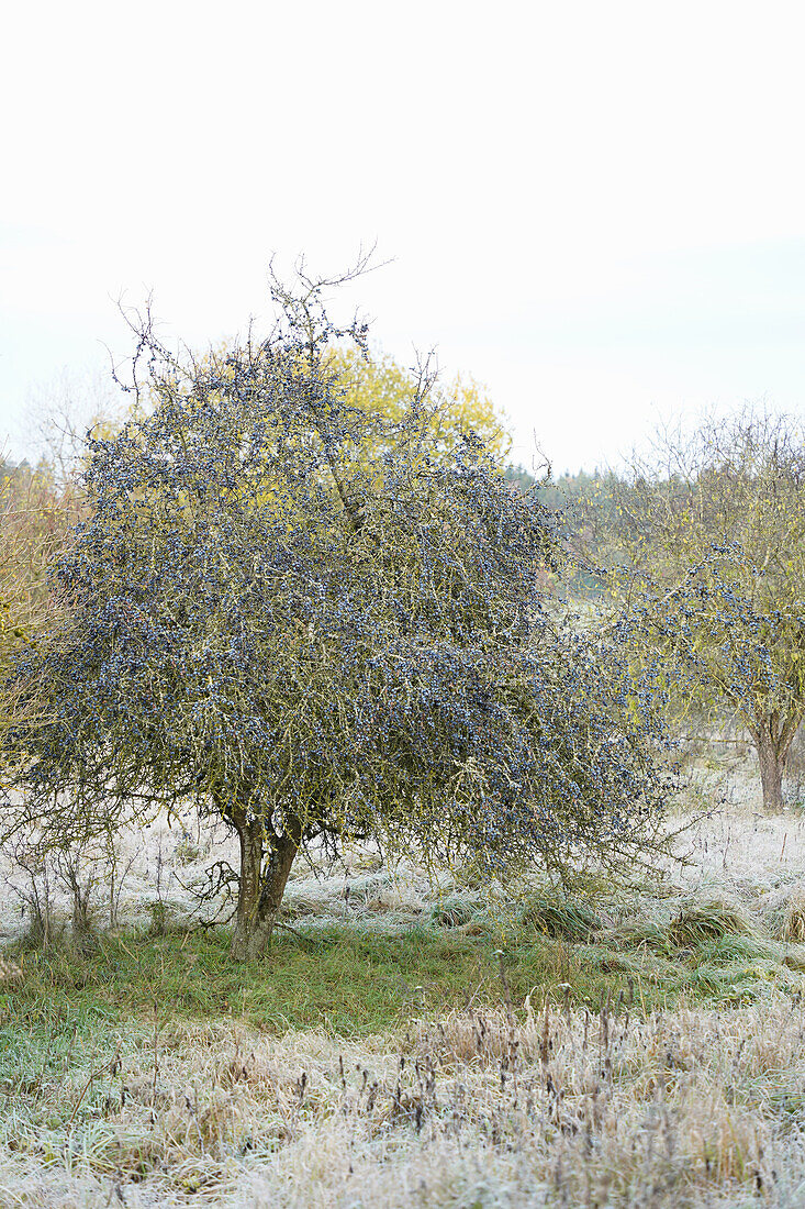 Sloe tree (blackthorn)