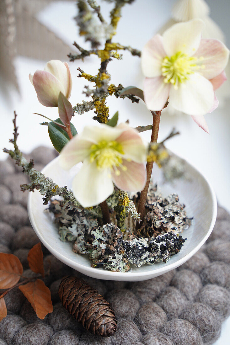 Christrose (Helleborus) in weißer Schale mit Flechten und Zapfen dekoriert