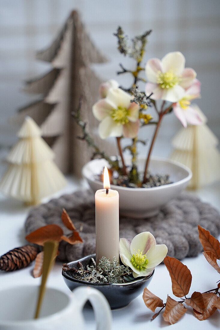 Winter table decoration with Christmas roses (Helleborus), candle and paper trees