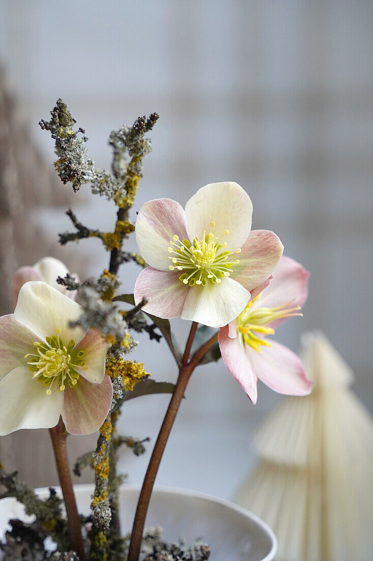 Christmas rose (Helleborus) in a white planter