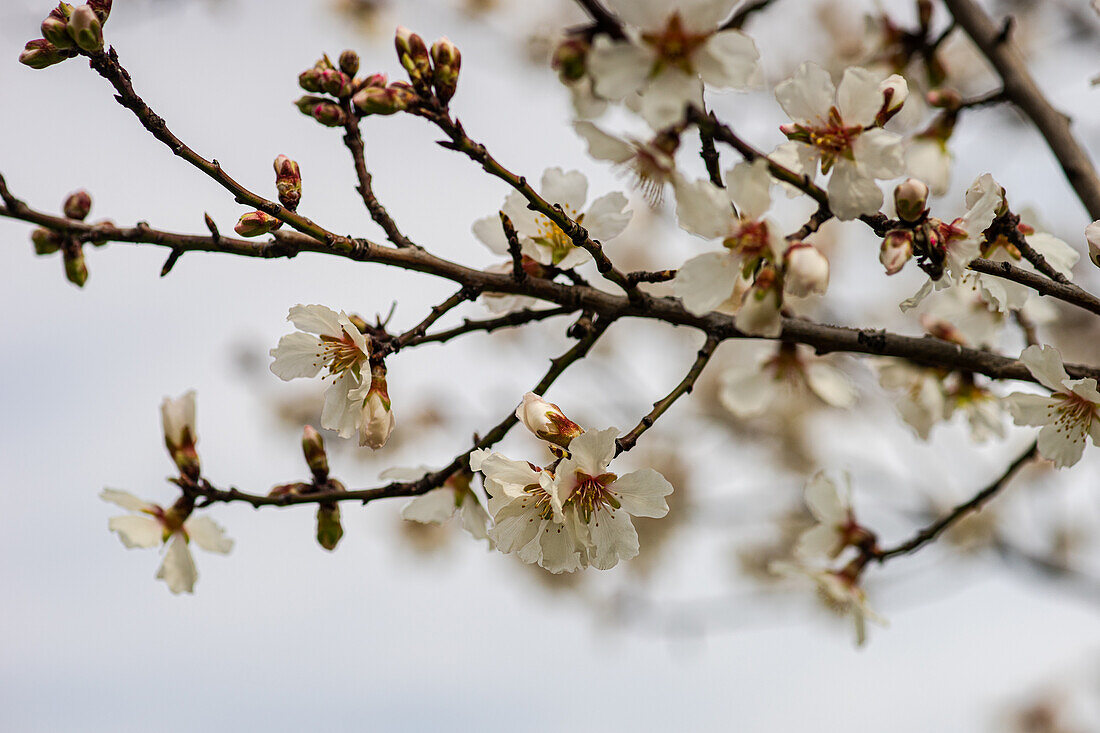 Flowering almond tree branch (Prunus dulcis) in spring