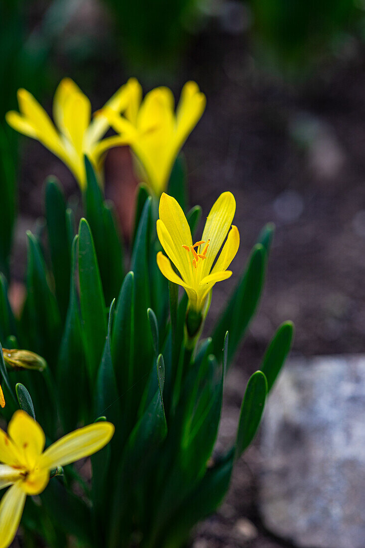 Gelbe Krokusblüten (Crocus) im Frühlingswald