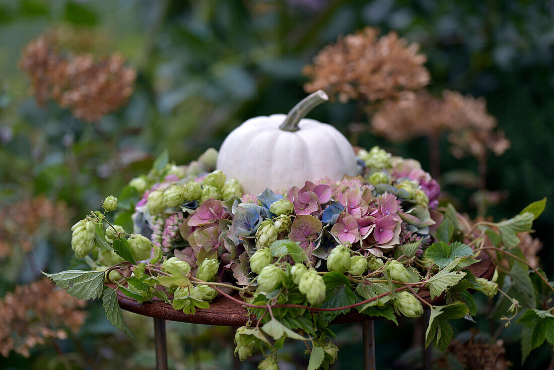 Hydrangea wreath with hop vines (Humulus) and ornamental pumpkin in the center on a rusty garden table