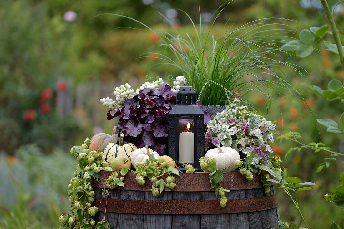 Autumn decoration with pumpkins, hops (Humulus), apples and candles on an old wine barrel in the garden
