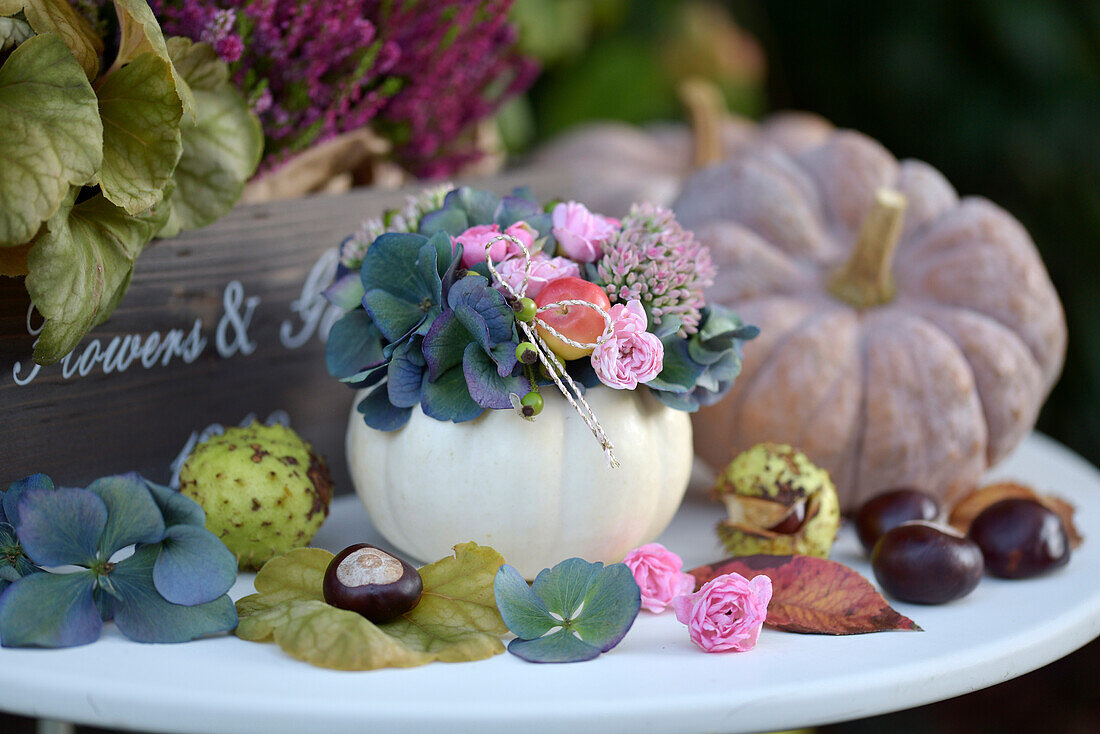 Herbstdeko mit Zierkürbissen, Kastanien und Hortensien (Hydrangea) auf weißem Tisch