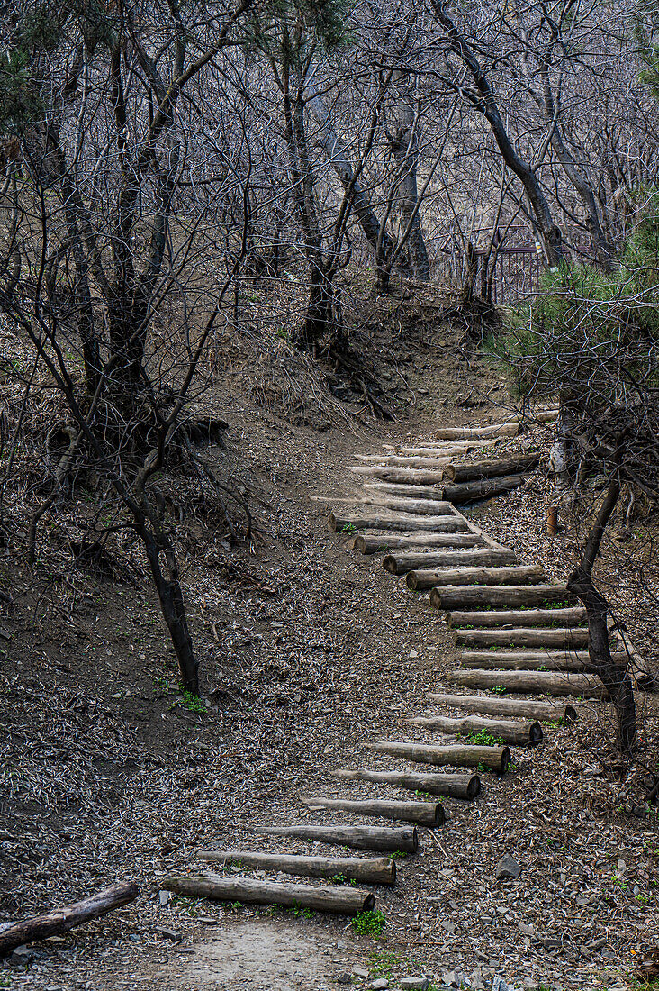 Wooden steps on a hiking trail in a deciduous forest in spring