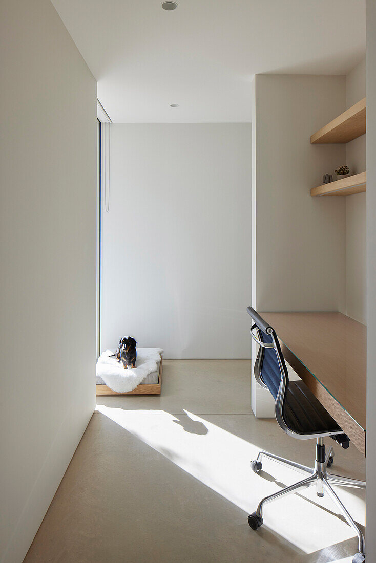 Room with minimalist furnishings, dog on dog bed and office area