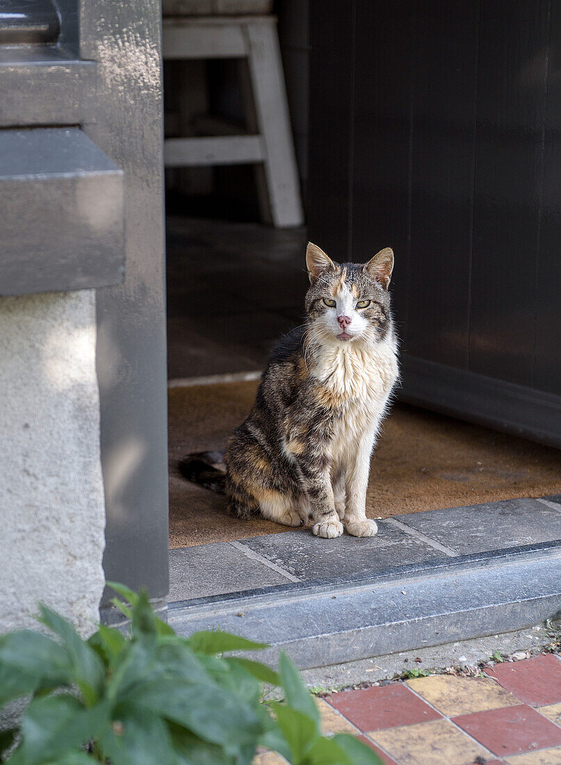 Getigerte Katze sitzt im Türrahmen eines Hauses